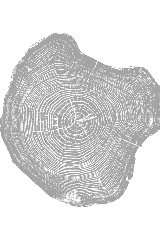 Cross-section of tree stump