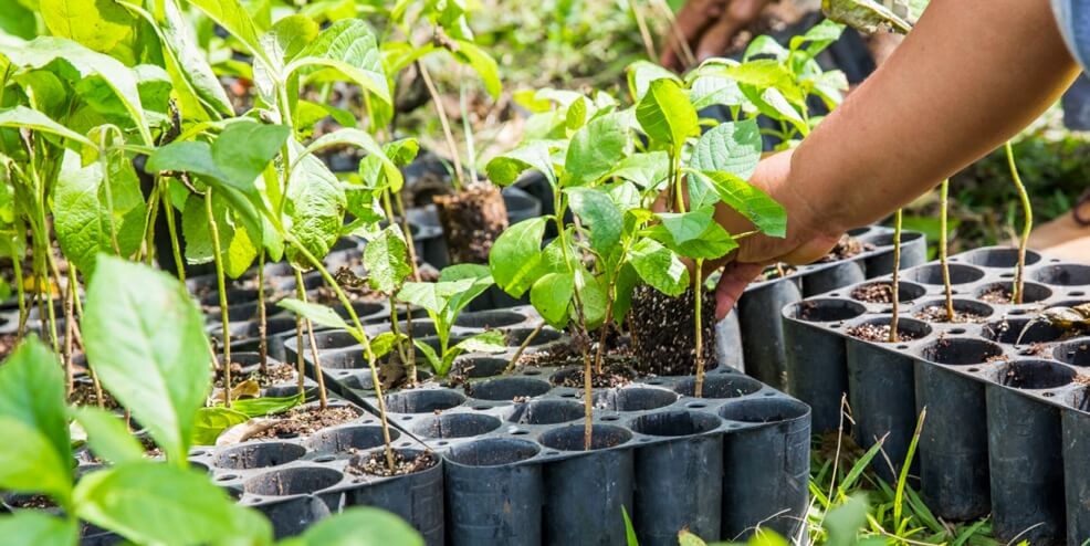 Oak Trees Planted - Acorns | Acorns