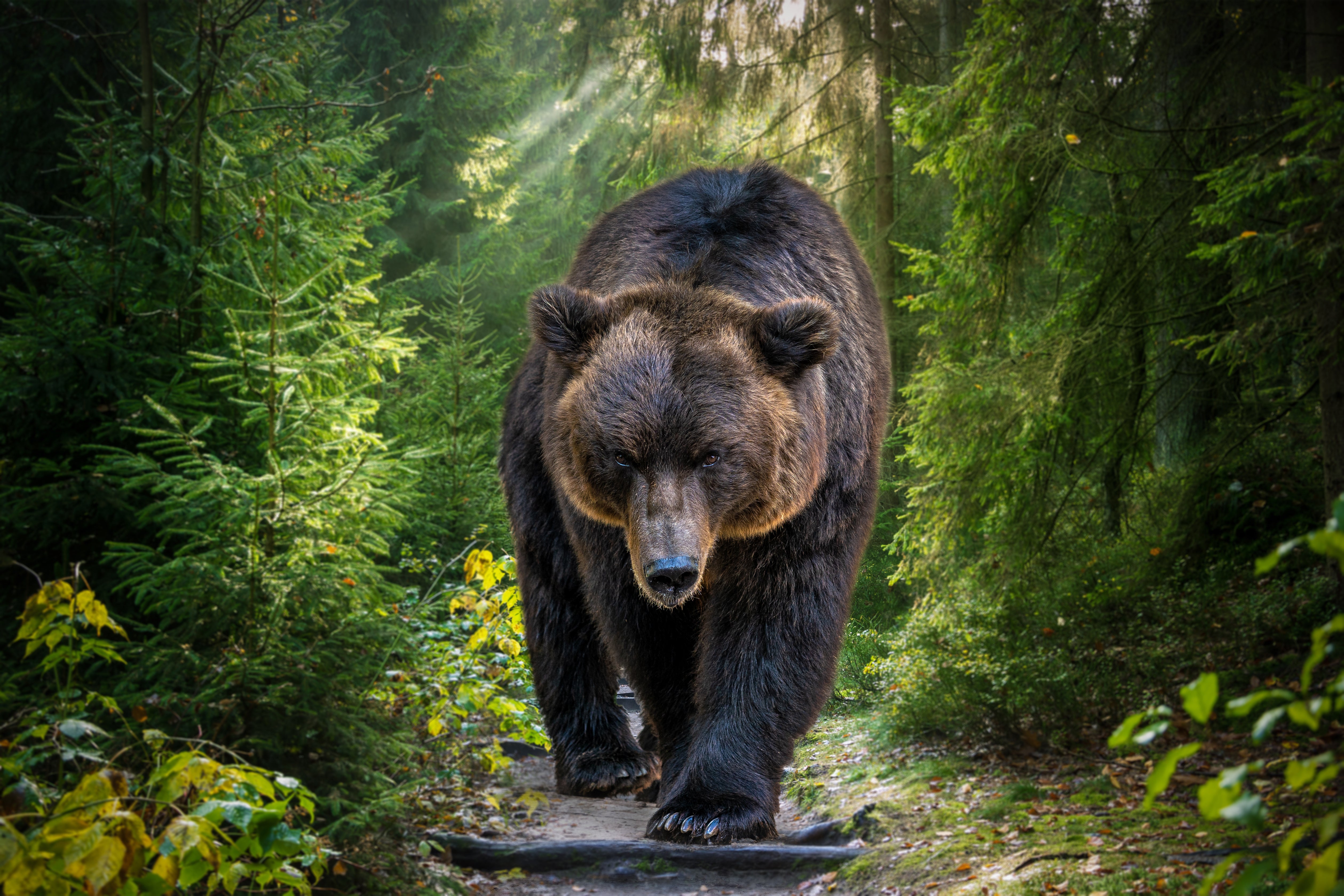 Image of A bear market is when the major stock market indexes drop by 20 percent or more from a recent high point. Here's what investors should know.