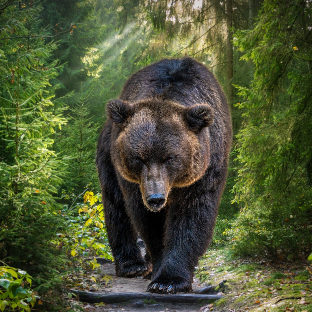Image of A bear market occurs when the stock market dips for a prolonged period. Find out what that could mean for your portfolio.