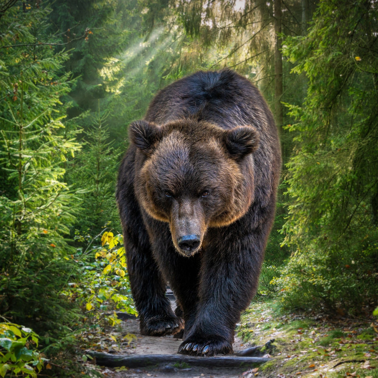 Image of A bear market is when the major stock market indexes drop by 20 percent or more from a recent high point. Here's what investors should know.