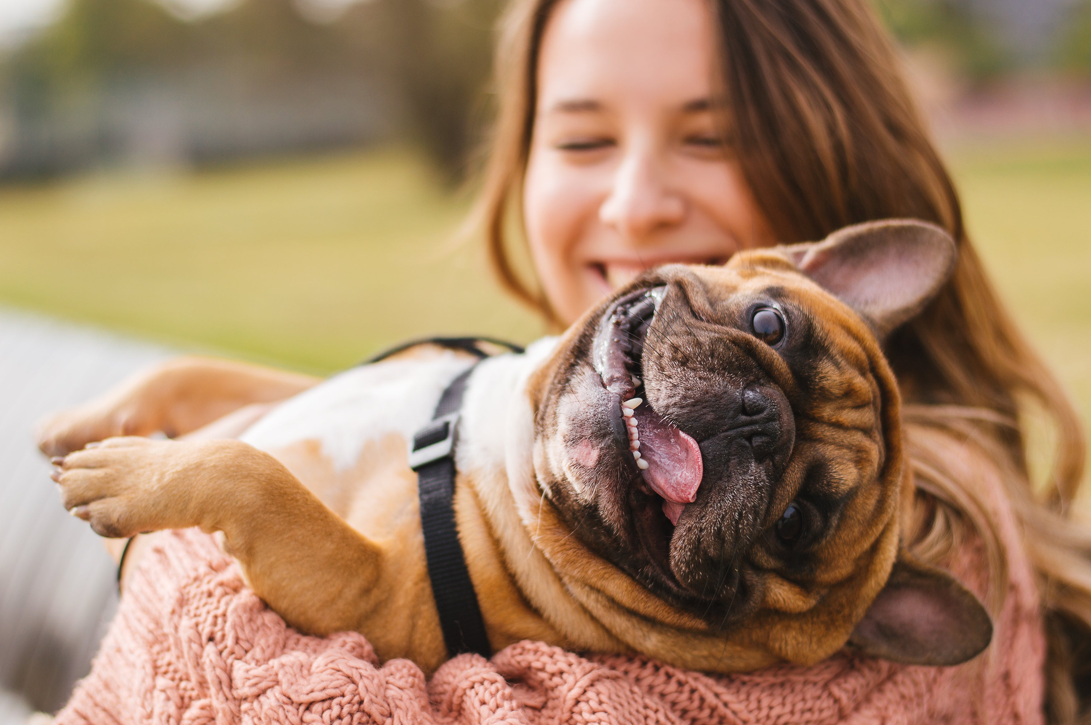 Image of Like health insurance, pet insurance can ease the financial burden of medical treatment for your pets. But it differs from health insurance.
